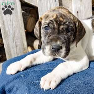 Harriet, Great Dane Puppy